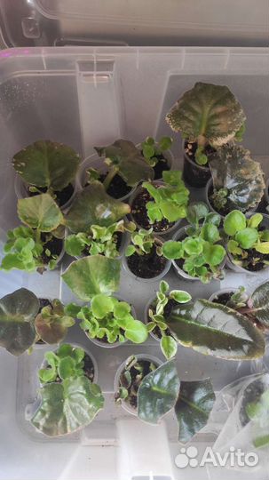 Фиалка. Детки. Набор укорененных черенков