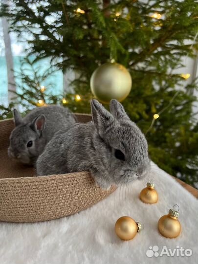 Большой Выбор Новогодних Кроликов в Питомнике