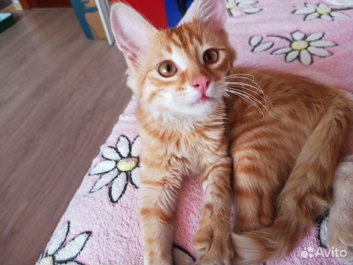 Рыжий котенок мальчик