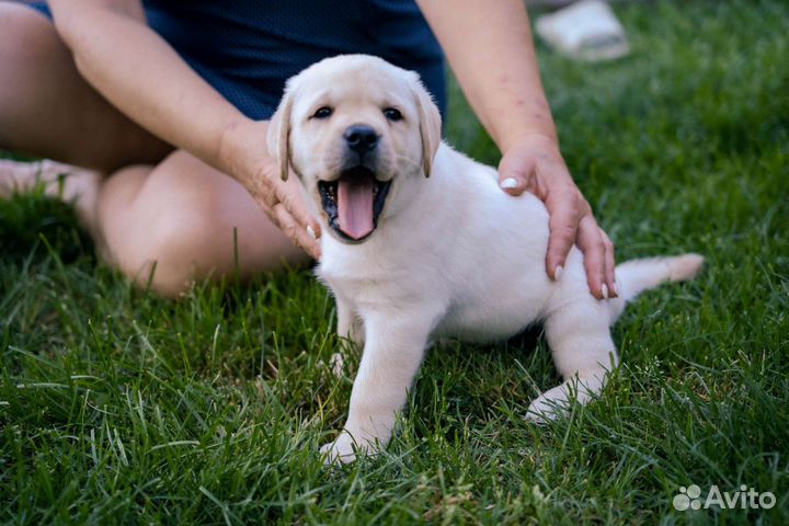 Щенки лабрадора