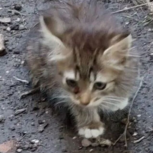 Котёнок в добрые руки