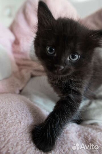 Черный кот, кошка, котёнок в дар бесплатно