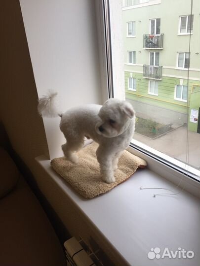 Мальтезе приглашает на вязку