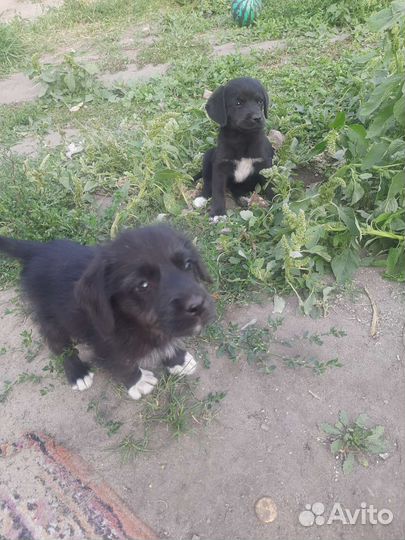 Щенки в добрые руки