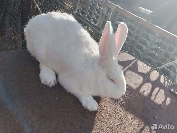 Кролик белый панон