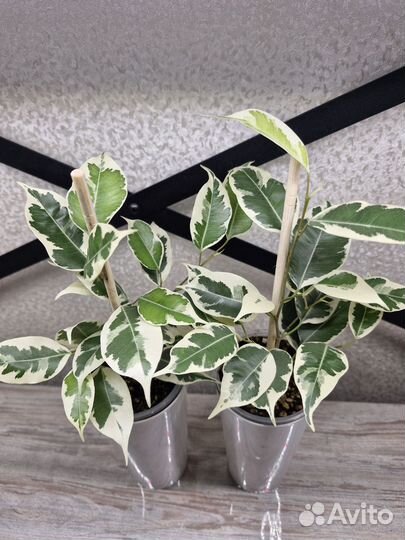 Фикус бенджамина твилайт