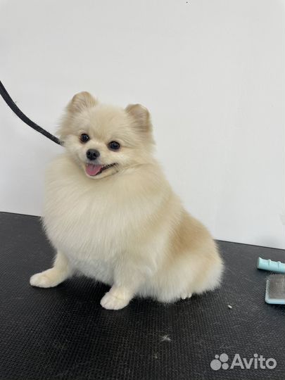 Груминг / Стрижка собак