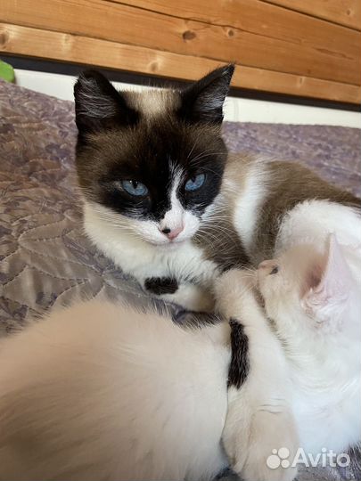 Отдам котенка