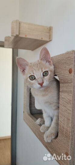 Персиковый котенок мальчик Пирс