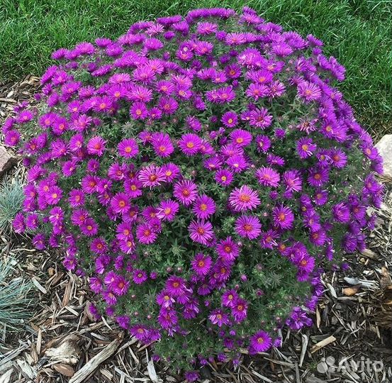 Астры октябринки