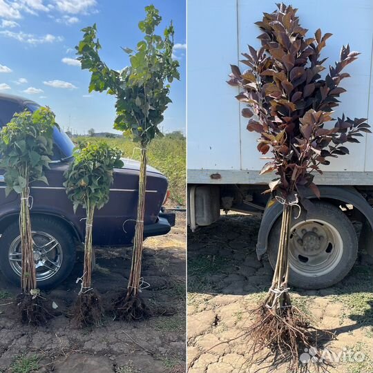 Саженцы, розы, кустарники