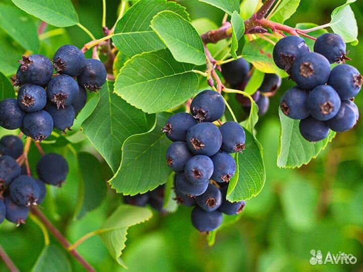 Ирга саженцы