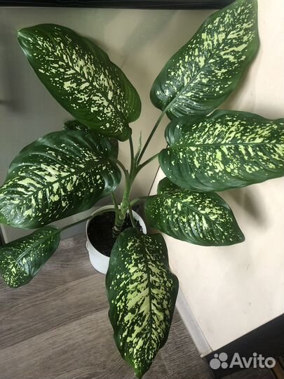 Продам излишки своих растений