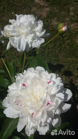 Пионы корни