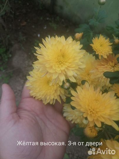 Продаются хризантемы