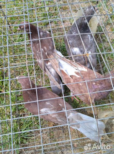 Голуби почтовый