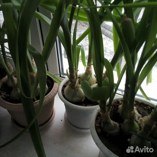 Индийский лук