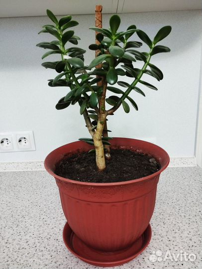 Крассула толстянка