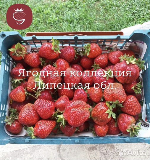 Саженцы (рассада) клубники