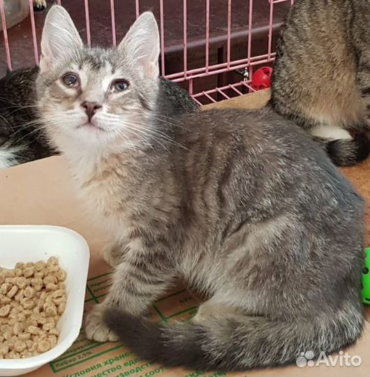 Многострадальным малышам очень нужна передержка