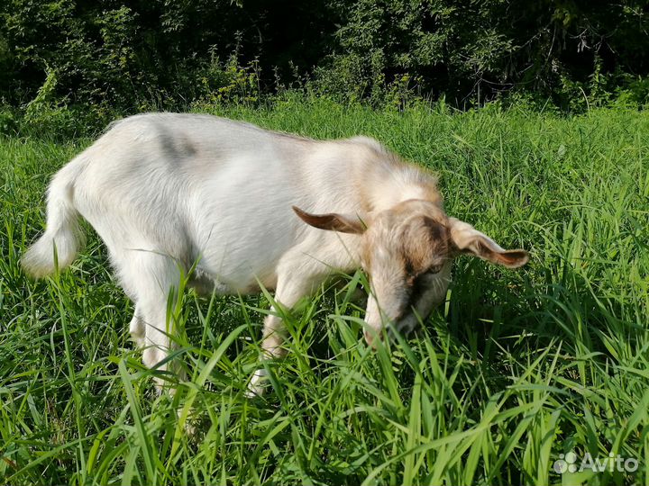 Козлики, 4 месяца