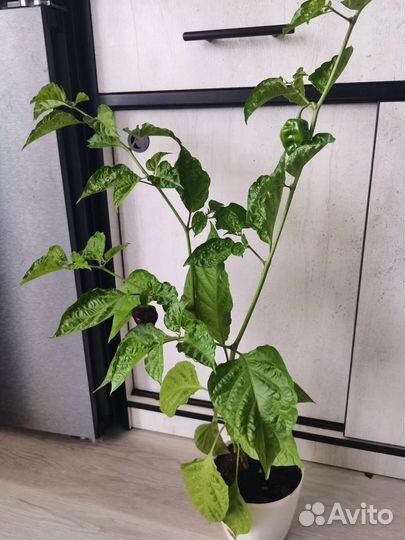 Перец хабанеро