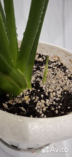 Спатифиллум