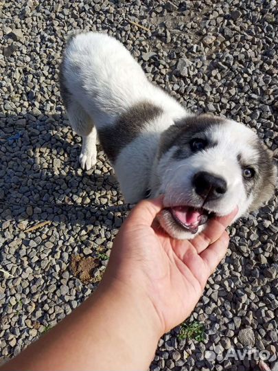 Щенок Алабая сало