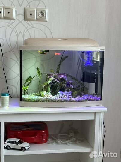 Аквариум с рыбками