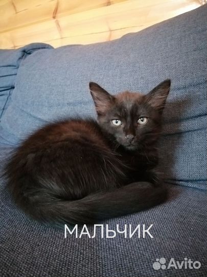 Отдам в добрые руки