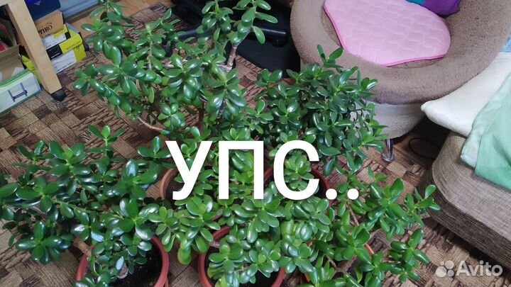 Толстянка/денежное дерево