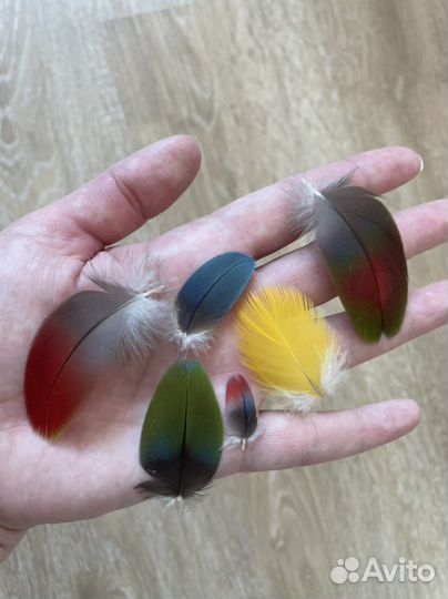 Перья крупного попугая. Лот #