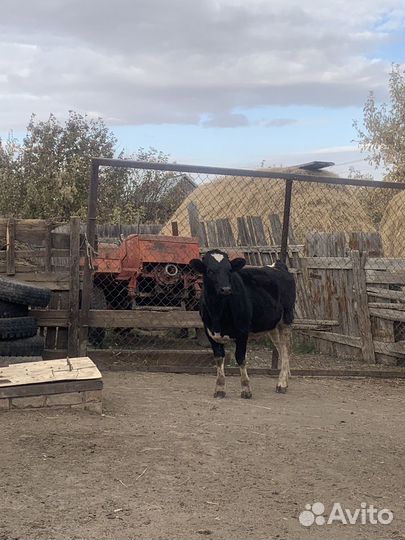 Корова с теленком