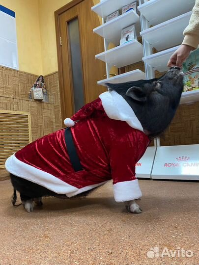 Студия для фотосессии маркетплейс