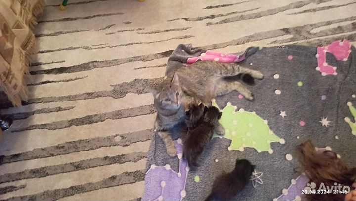 Отдам котят в добрые руки