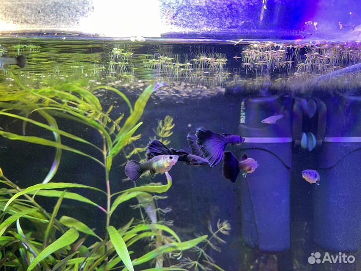 Гуппи московские сине-зелёные, черно-синие