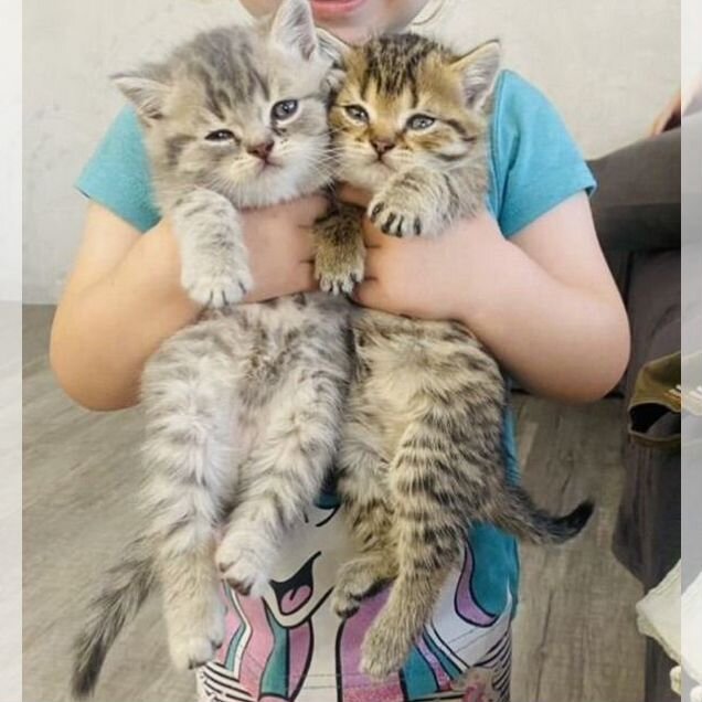 Британский короткошёрстный котёнок