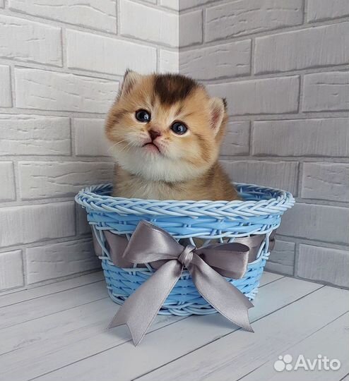 Британские котята