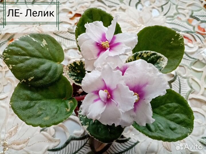 Фиалки, добавляем