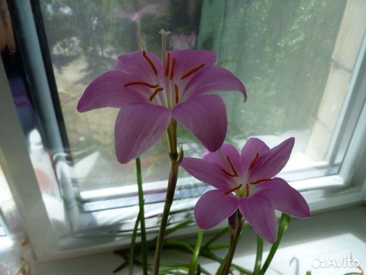 Зефирантес розовый