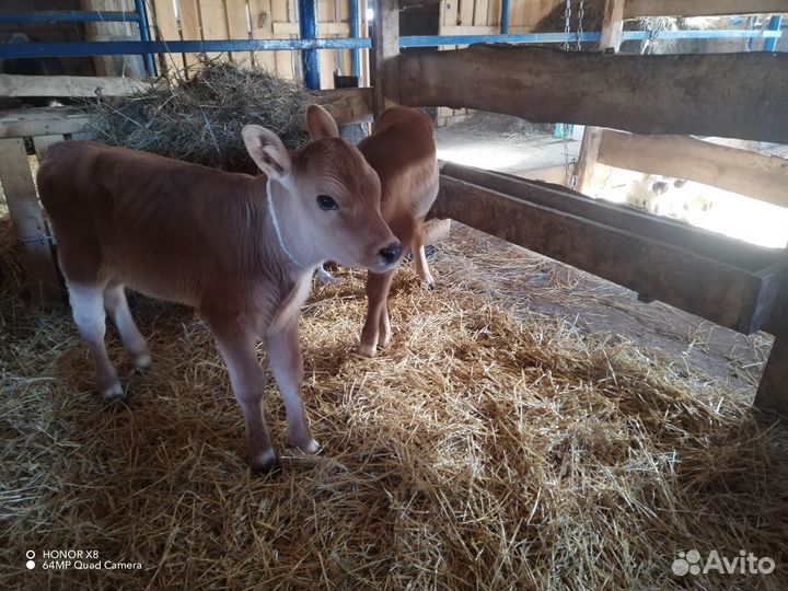 Джерсийская и Швицкая телочка