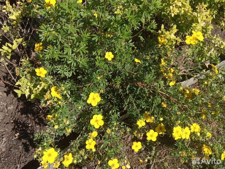 Лапчатка кустарниковая 