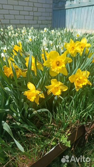 Луковицы нарциссов (цена за 5 луковиц)