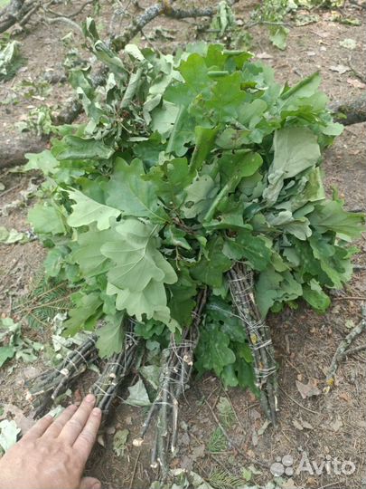 Дубовые веники для бани-заготовки