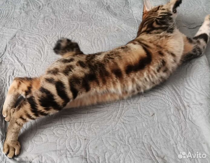 Кошки курильский бобтейл