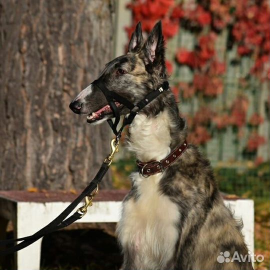 Передержка с дрессировкой