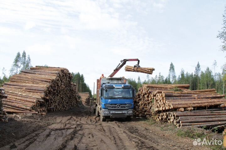 Лес кругляк сосна