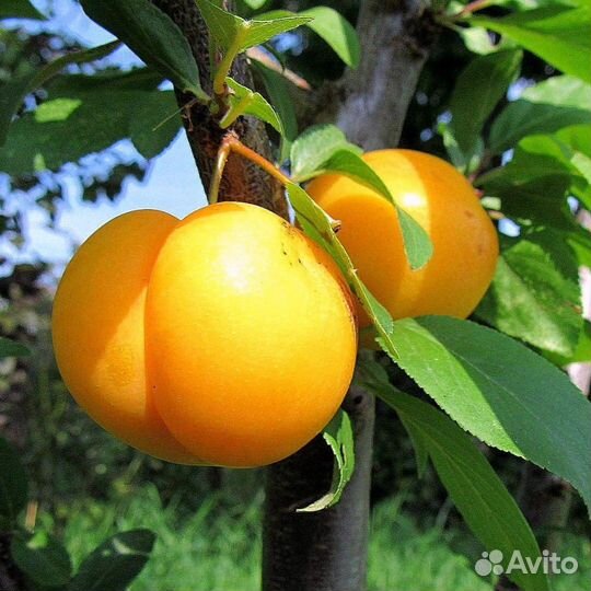 Саженцы алычи 2-х летки с бесплатной доставкой