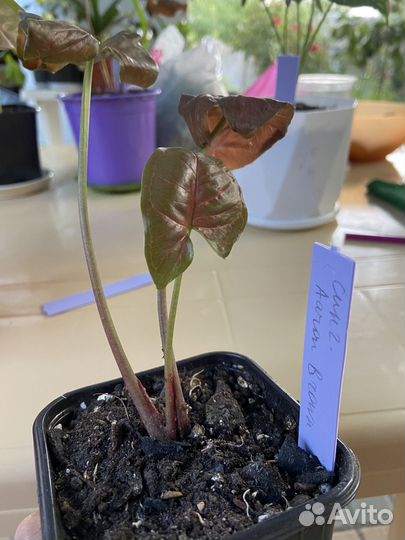 Комнатные растения цветы