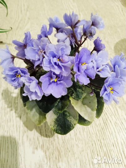 Детки сортовых фиалок